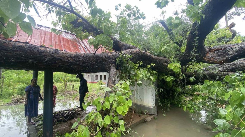ஞானவைரவர் ஆலயத்தை அழித்த அரசமரம்