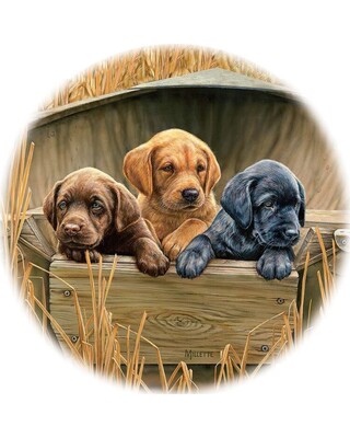 All Hands on Deck Puppies Coasters x 4