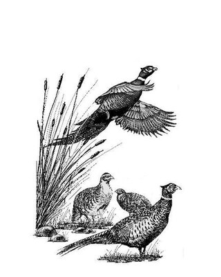 Mini Decanter set an 2 tots