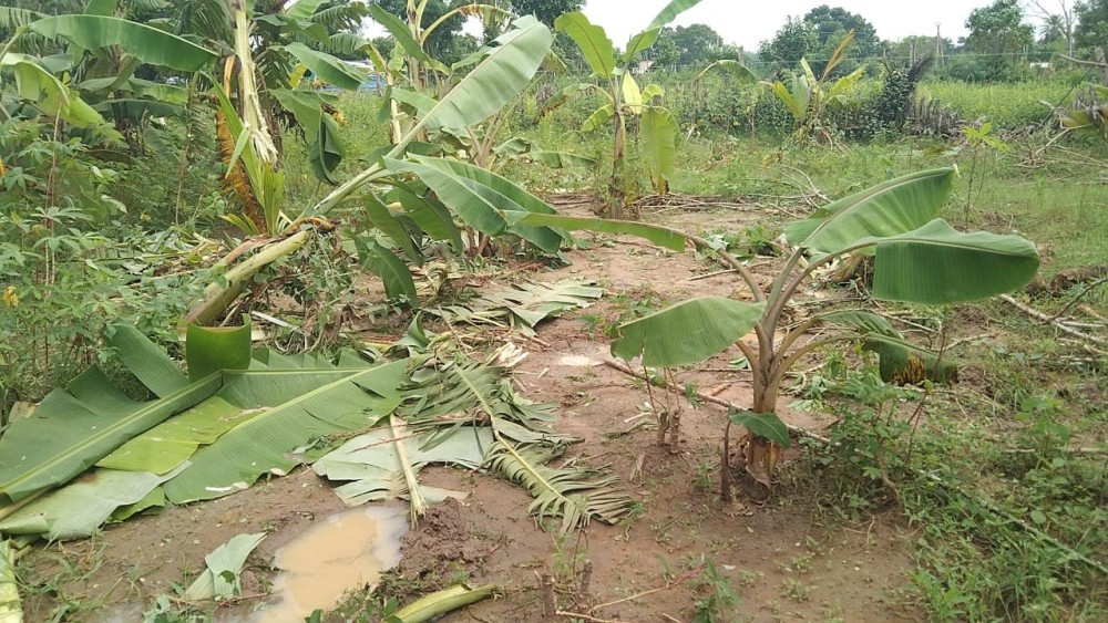 மக்களுக்குக் கஷ்டத்தையே கொடுக்கும் காட்டு யானைகள்