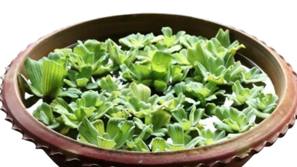 வாஸ்துவின் பெயரால் வீட்டுக்குள் நுழைந்துள்ளது ஆகாயத் தாமரை