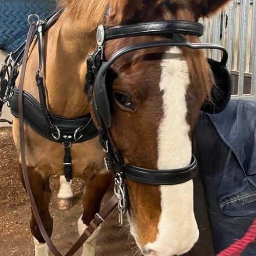 Customer Testimonial