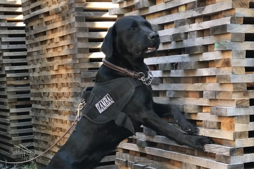 TCA Taints - On the Rise Again?