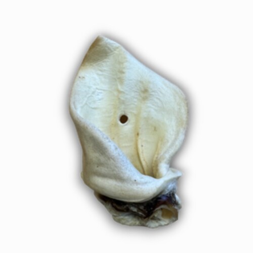 Meaty Cow Ear