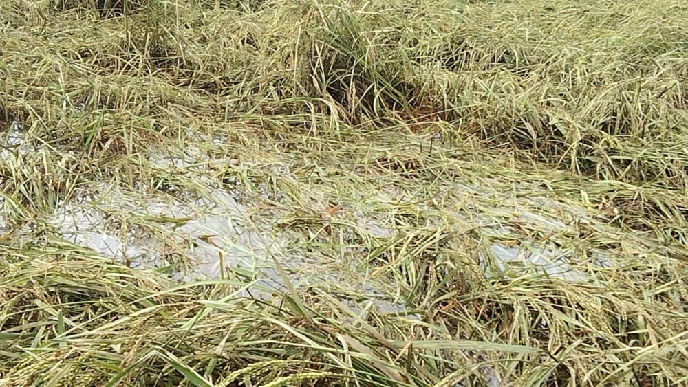 கிளிநொச்சி மாவட்டத்தில் பெரும் போக நெற்செய்கை பாதிப்பு