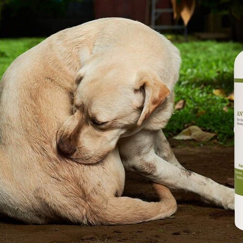 100% Natural Anti-Fungal & Anti-Bacterial Dog Shampoo
