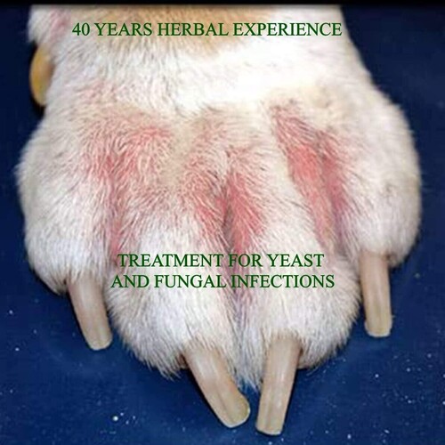 100% Natural Anti-Fungal & Anti-Bacterial Dog Shampoo