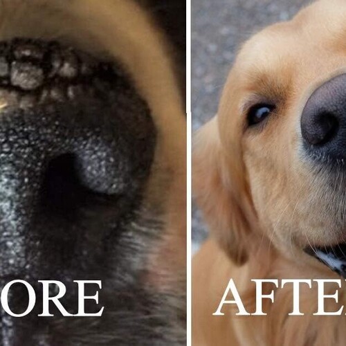 100% Natural Nose and Paw Balm - Snout Grout - Safe Natural Ingredients