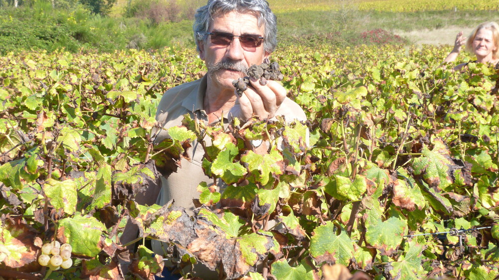 The Most Undervalued Wines in the World are.....