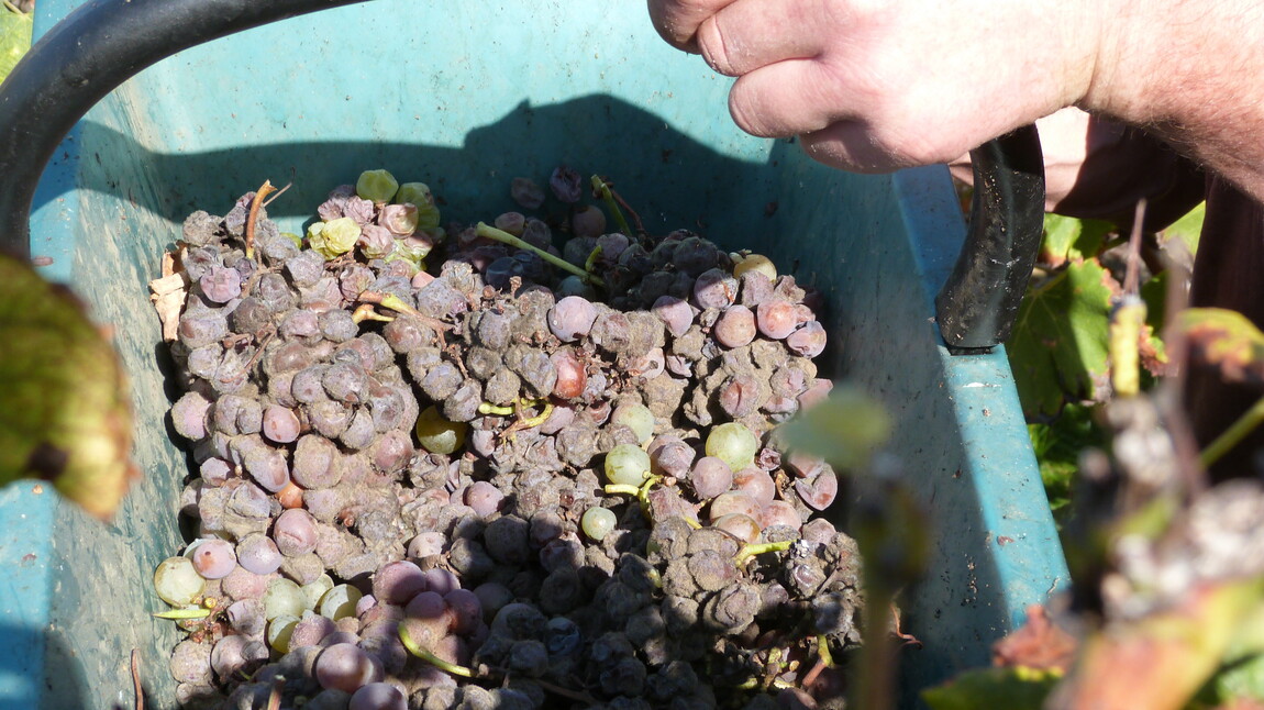 The Most Undervalued Wines in the World are.....