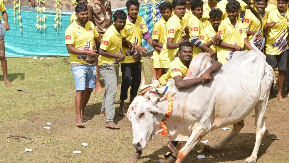 இலங்கையில்  ஜல்லிக்கட்டு  நடத்தி வரலாற்று சாதனை