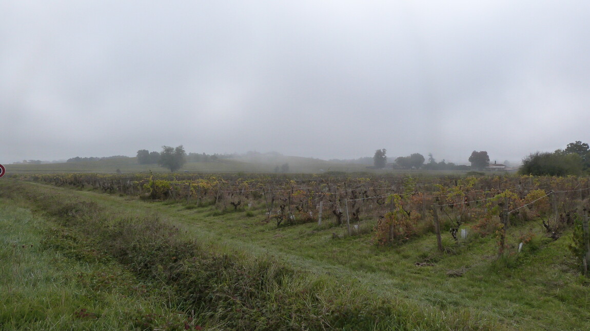 The Most Undervalued Wines in the World are.....