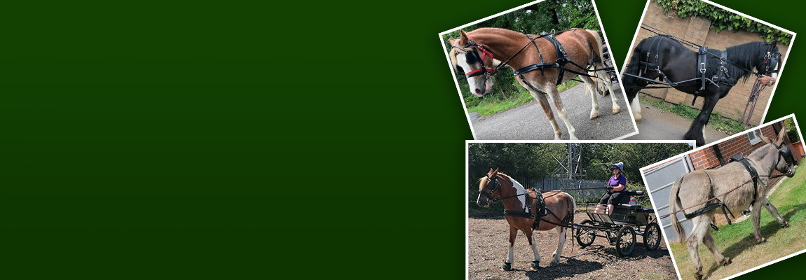 Zilco Harness & accessories