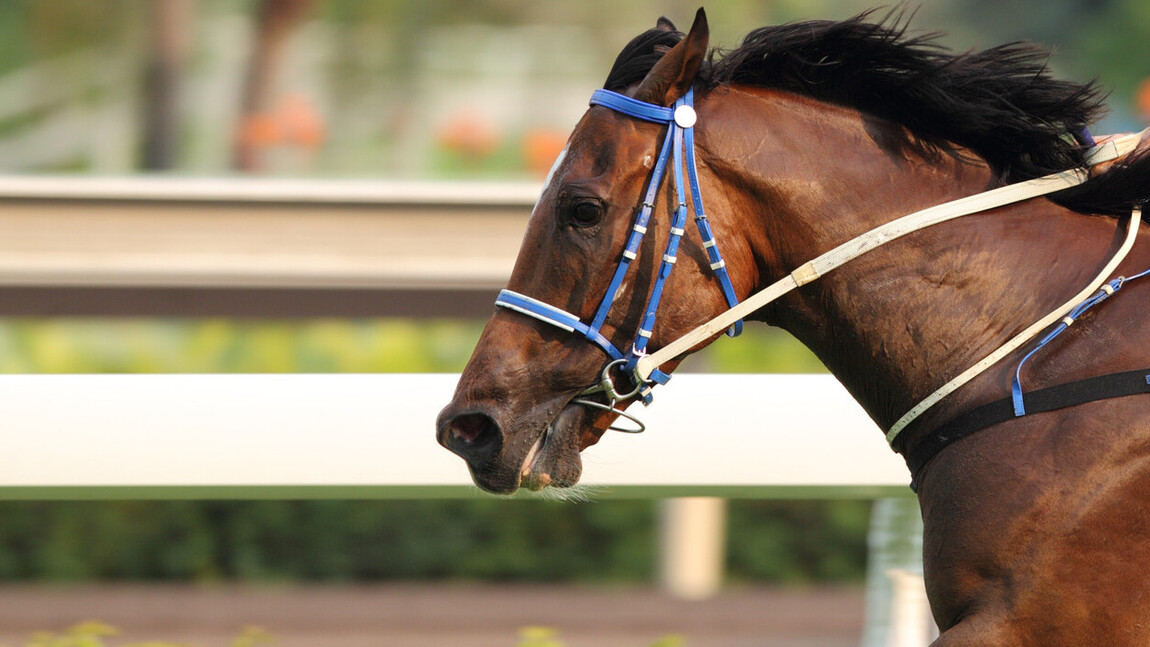 Featured Racehorse