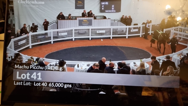 The Tattersalls February Sale 23rd February 2024