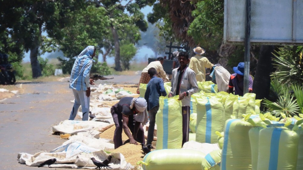 வீதியில் நெல் உலர விட்டவர்களை அடித்துத் தள்ளிய டிப்பர் 