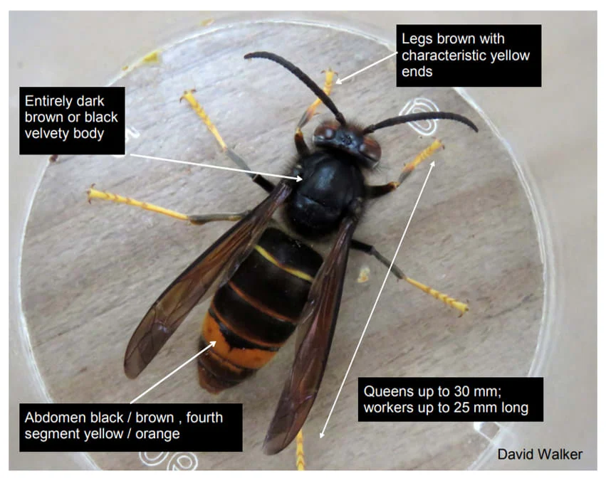 Yellow Legged (Asian) hornets