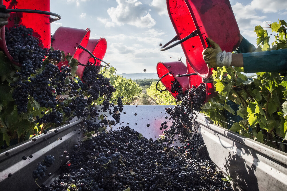 San Felice - The Blood Of Jupiter Meets The Soul Of Verismo