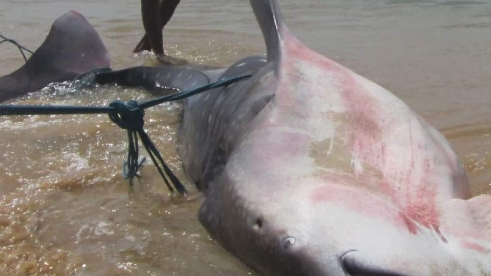 மீனவரின் வலையில் அகப்பட்ட பாரிய சுறா மீன்  