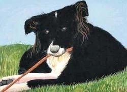 Patch, a Scottish Collie