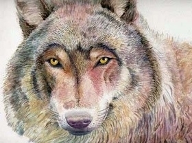 Water colour painting of a wolf