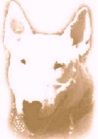 photo of a bull terrier