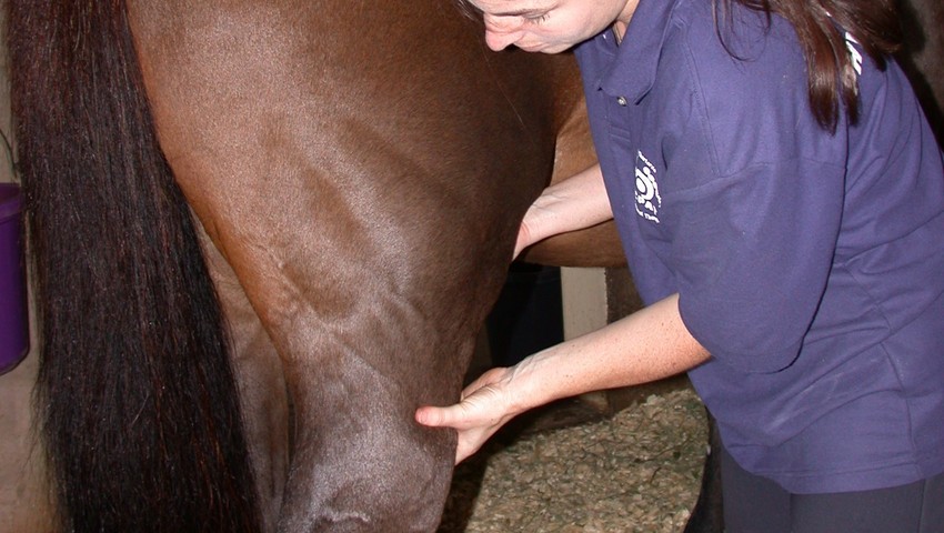 Equine physiotherapy