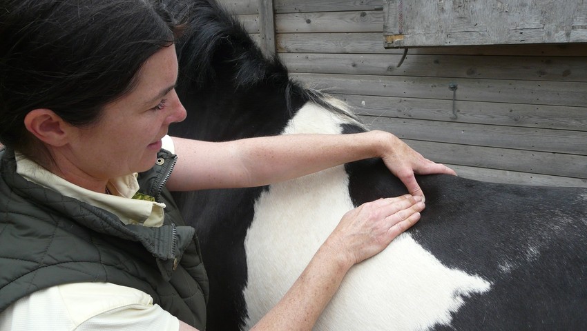 Equine physiotherapy