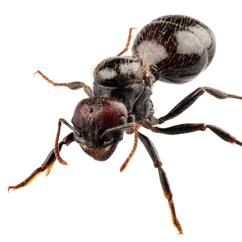 Black-ant-pest