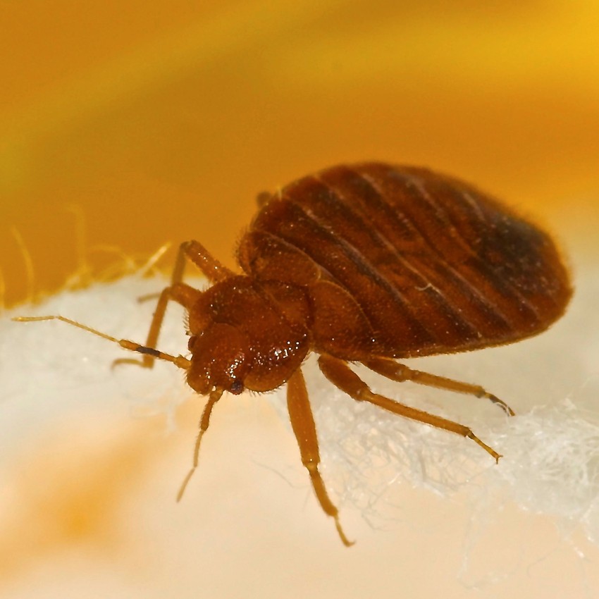 Bed-bug-pest