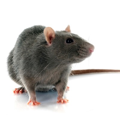 Rat-pest