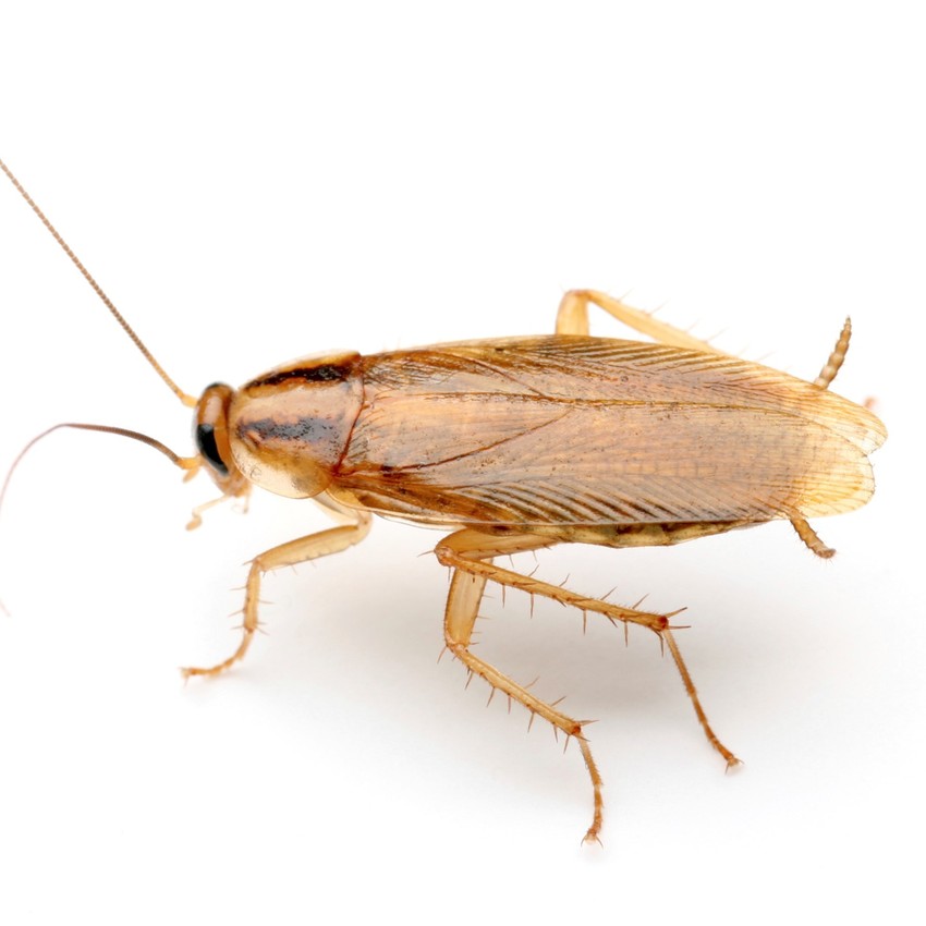 Cockroach-Pest
