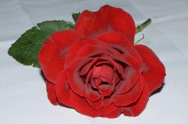 a new year resolution