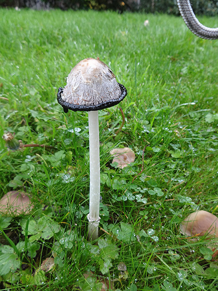 Stargazing at Dyffryn Gardens - 29 October 2016