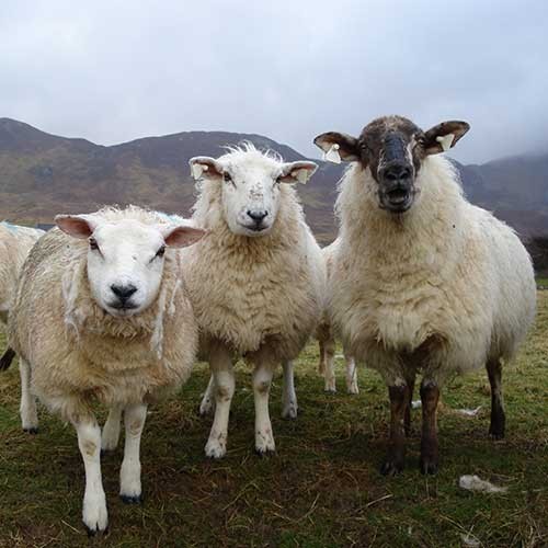 Ballina - Local Attractions