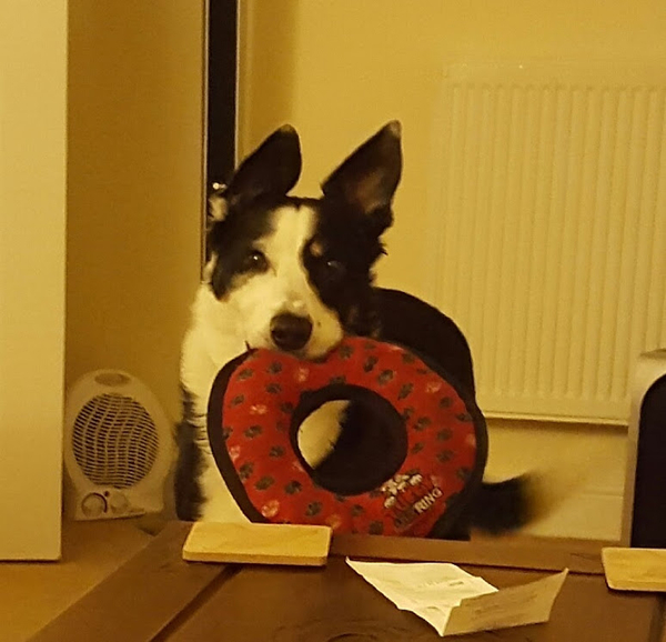 Feeling ill .....cheered up my faithful friend.