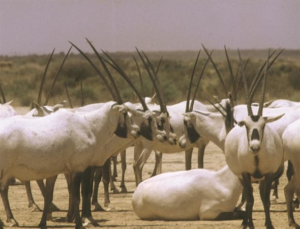 Miscellaneous Interests