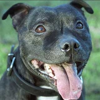 Staffordshire bull terriers are 'perfectly harmless', says minister - Telegraph