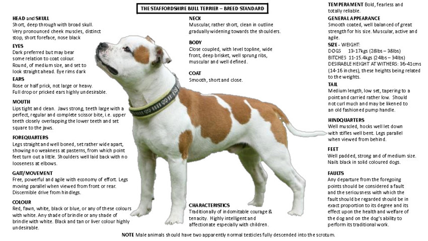 Breed Standard