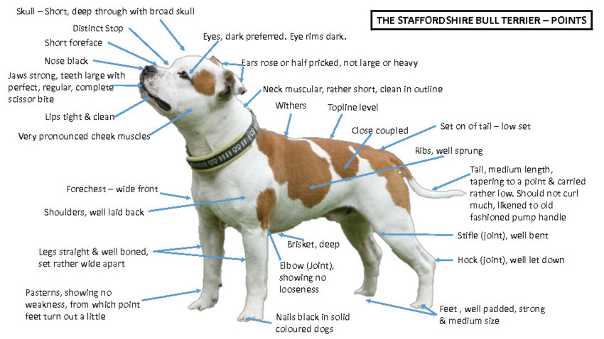 Breed Standard