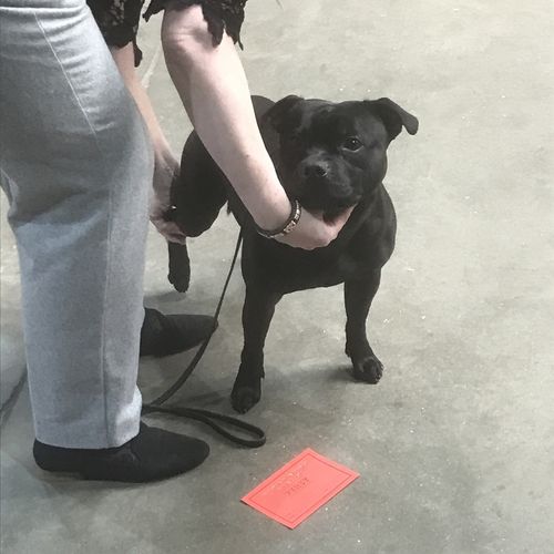 Folkestone, Hythe & District Canine Society - 5th March 2017 - Clare Robinson-Cox