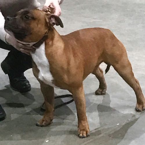 Folkestone, Hythe & District Canine Society - 5th March 2017 - Clare Robinson-Cox