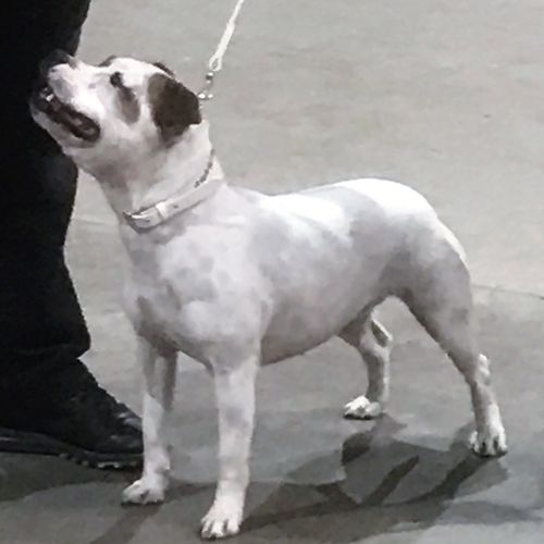 Folkestone, Hythe & District Canine Society - 5th March 2017 - Clare Robinson-Cox