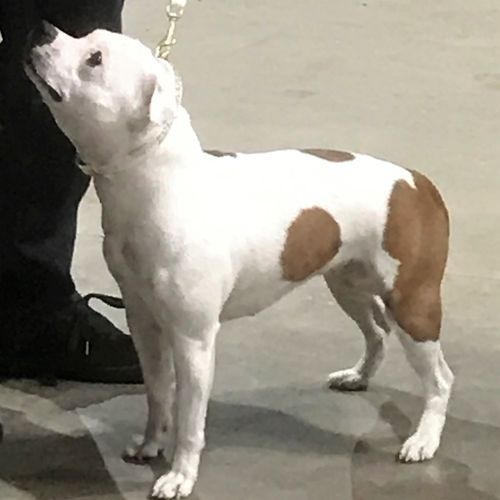 Folkestone, Hythe & District Canine Society - 5th March 2017 - Clare Robinson-Cox