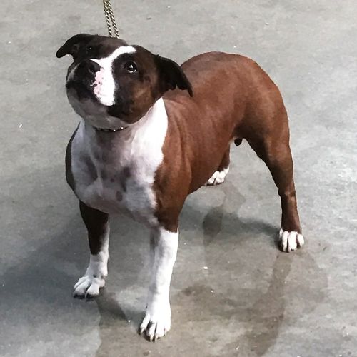 Folkestone, Hythe & District Canine Society - 5th March 2017 - Clare Robinson-Cox