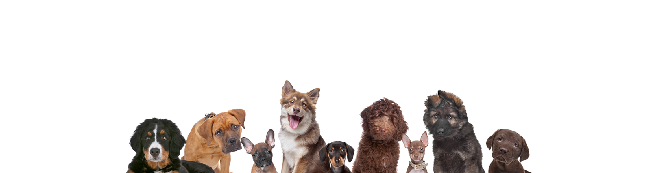 dog,supplements,allergy,vitamins,minerals,joint,mobility,digestive,enzymes,probiotic,prebiotic,ankhpets,wholesale,dolfos