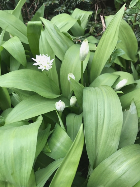 Mum....get out of the bush!