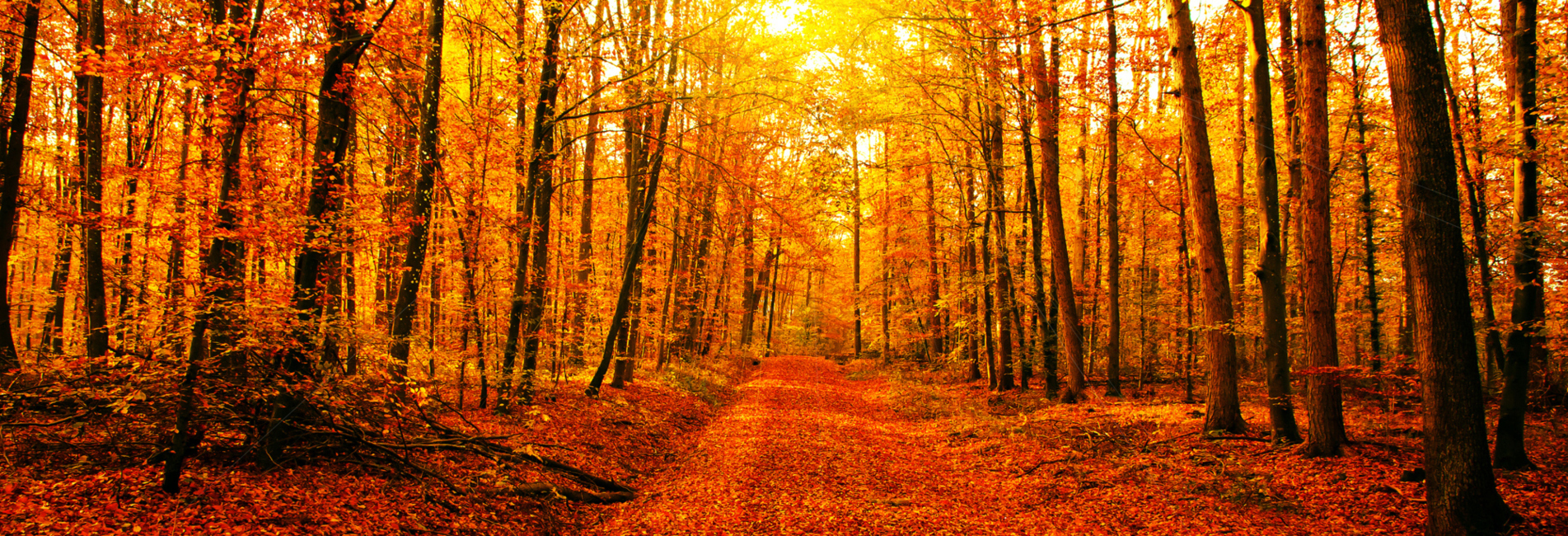 Online Psychotherapy, Mindfulness Based Psychotherapy