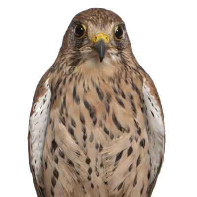 birds,of,prey,falcon,eagle,hawk,sparrow,supplements,health,care