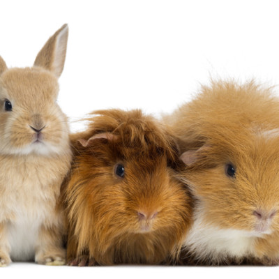 vitamins,minerals,dolfos,gastro,probiotic,betaglucan,mannanoligosaccharides,digestive,immunesupport,prebiotic,medication,infection,stress,rodent,rabbit,degus,chinchilla,diarrhea,supplements